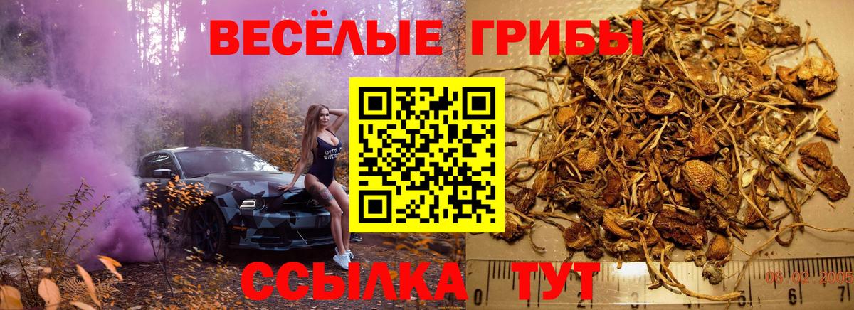 купить закладку  Вход с VPN  Волжск  Псилоцибиновые грибы Cubensis 